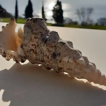 Morning Star Deluxe * تشيرنوموريتس